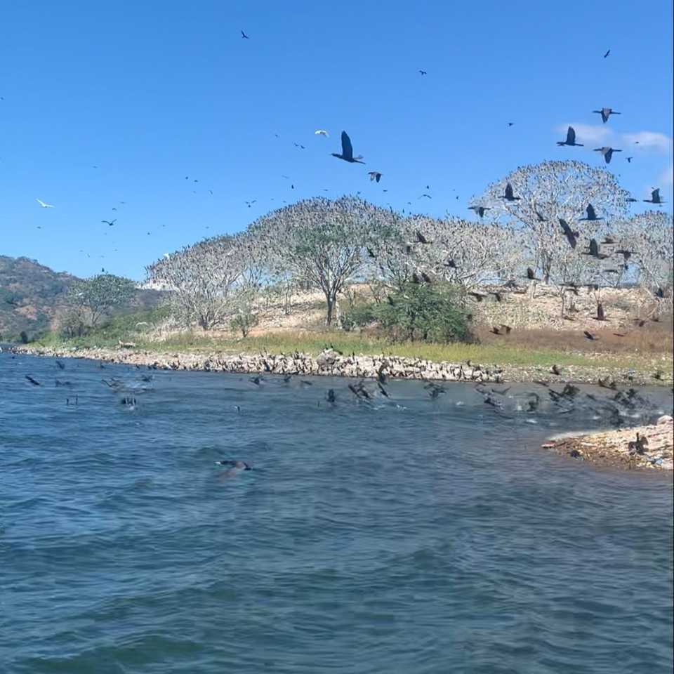 Isla de los pájaros